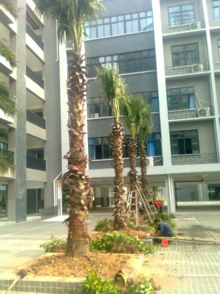 深圳市中艺源园林