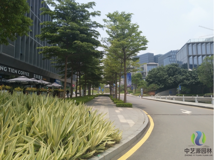 道路绿化