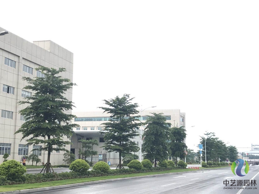 道路绿化