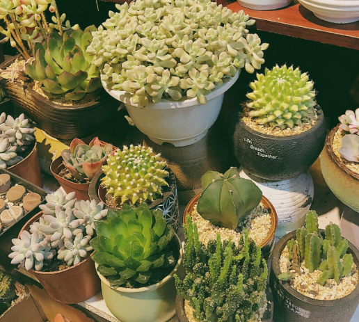 花卉租摆