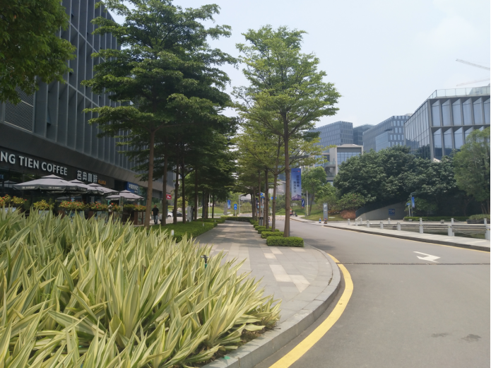 城市道路绿化