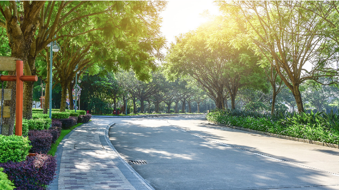 道路绿化 道路绿化