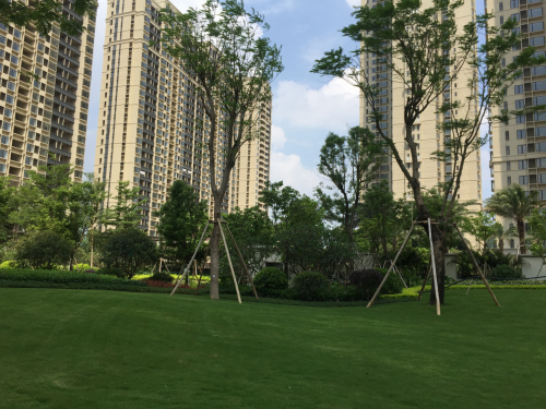 小区绿化