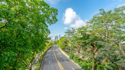 道路绿化工程